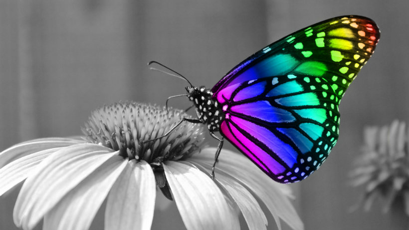 Rainbow butterfly effect