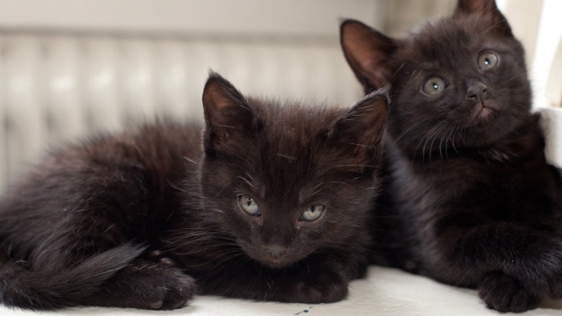 Black cats