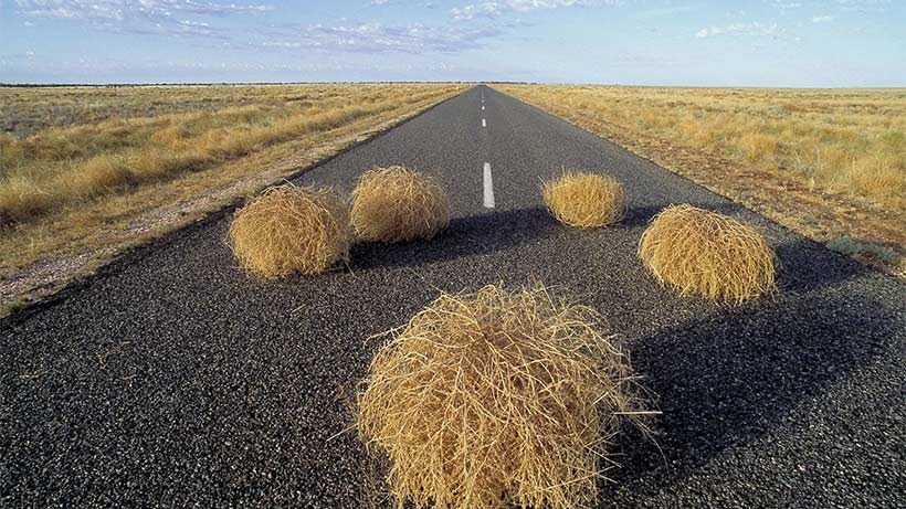 tumbleweeds