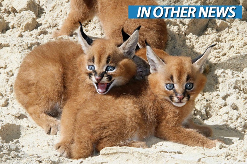 Caracal Kittehs