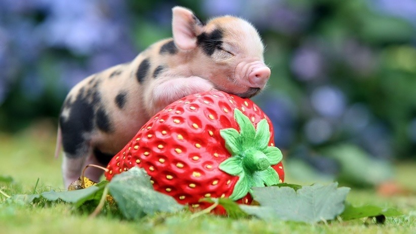 Cute piggy