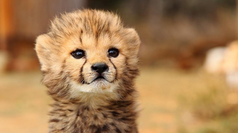 Baby kitty Cheetah AWWWWWWW