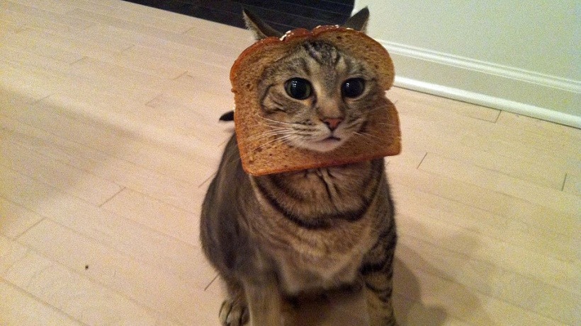 Cat bread