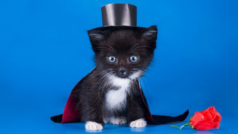 little kitten in a magician suit