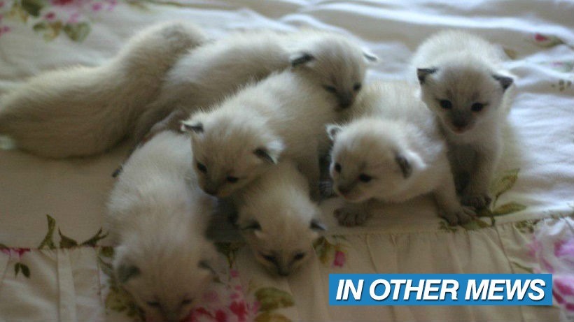 7 kitties