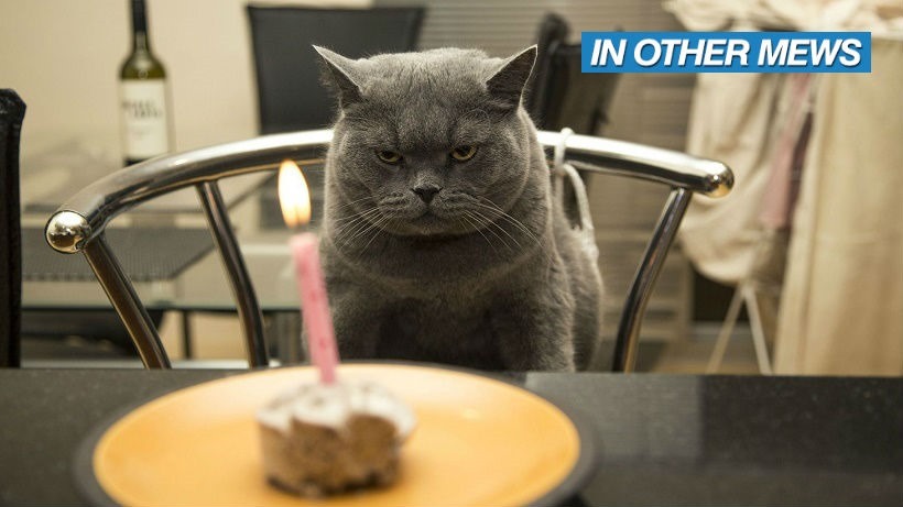 Birthday cat