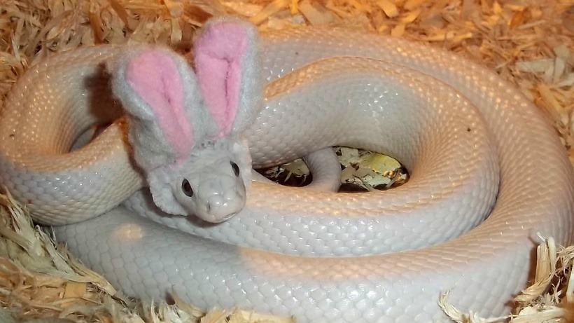 Cute snakey