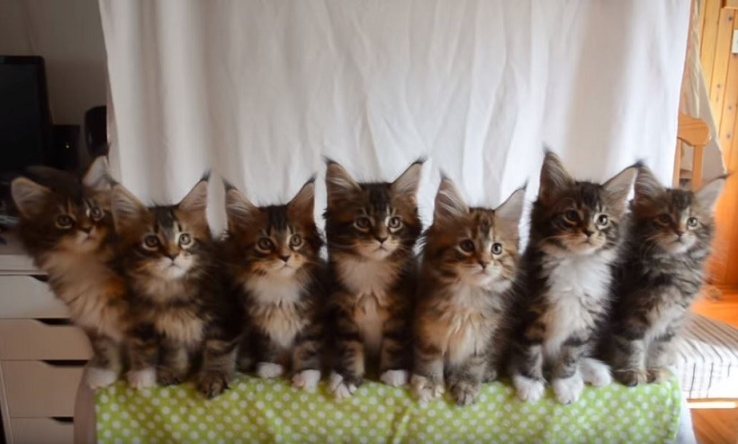 SEVEN KITTIES