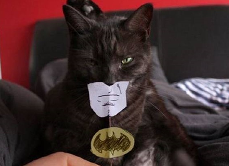 batcat