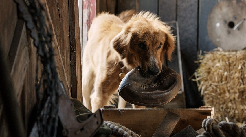 A Dog's Purpose third-party investigation finds no abuse 2