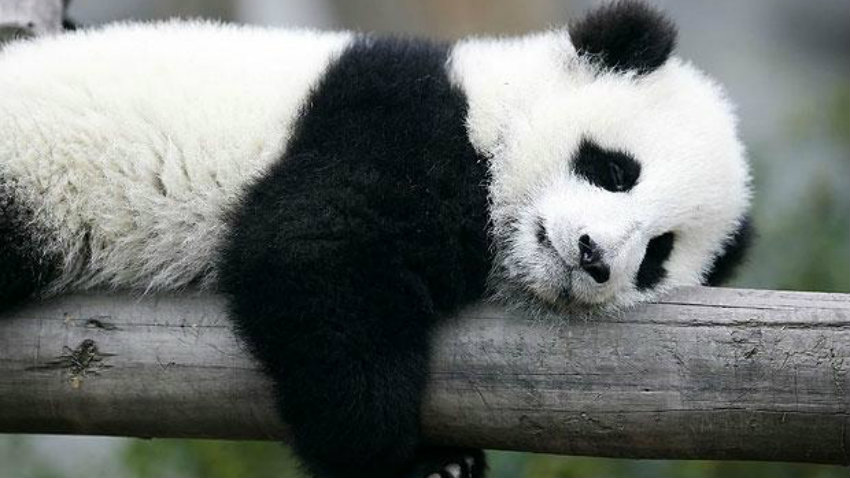 Panda sleeping