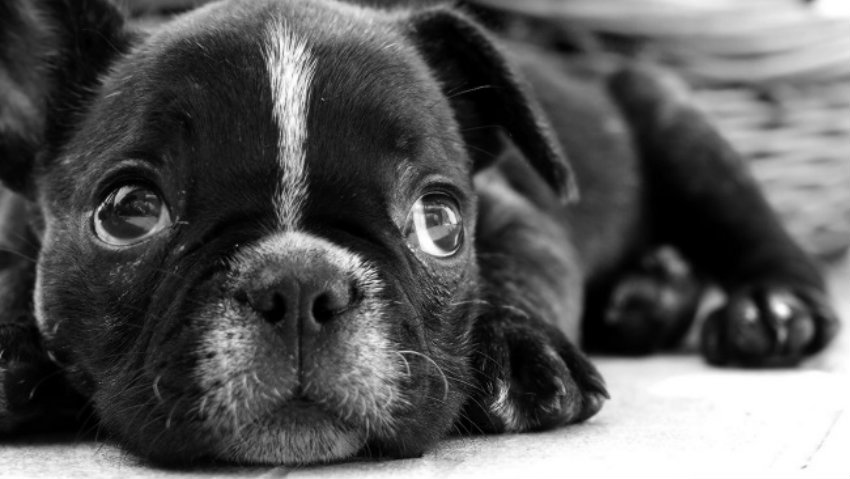 Black french bulldog puppy photo