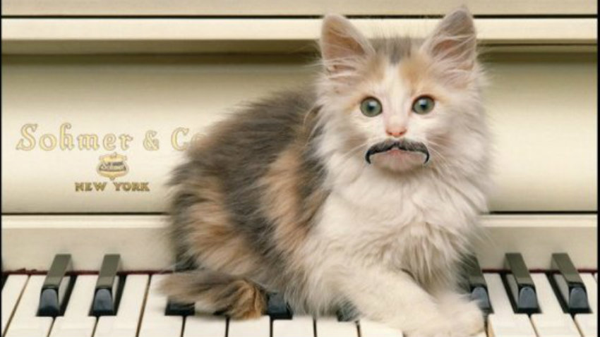 Kitty moustache