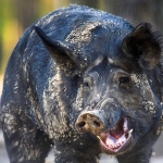 What is this 30-50 Feral Hogs stuff and why won't the Internet shut up about it?