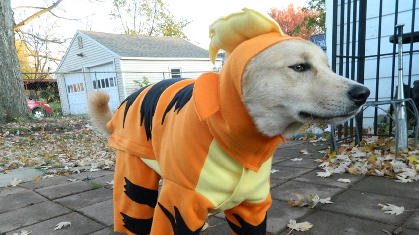 Growlithe doggo