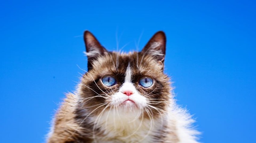 Grumpy cat