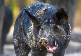 What is this 30-50 Feral Hogs stuff and why won't the Internet shut up