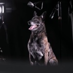 Tips on Photo Shooting with Animals