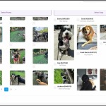 Spot Spotter: A Game-Changer in Artificial Intelligence Dog Photo Recognition