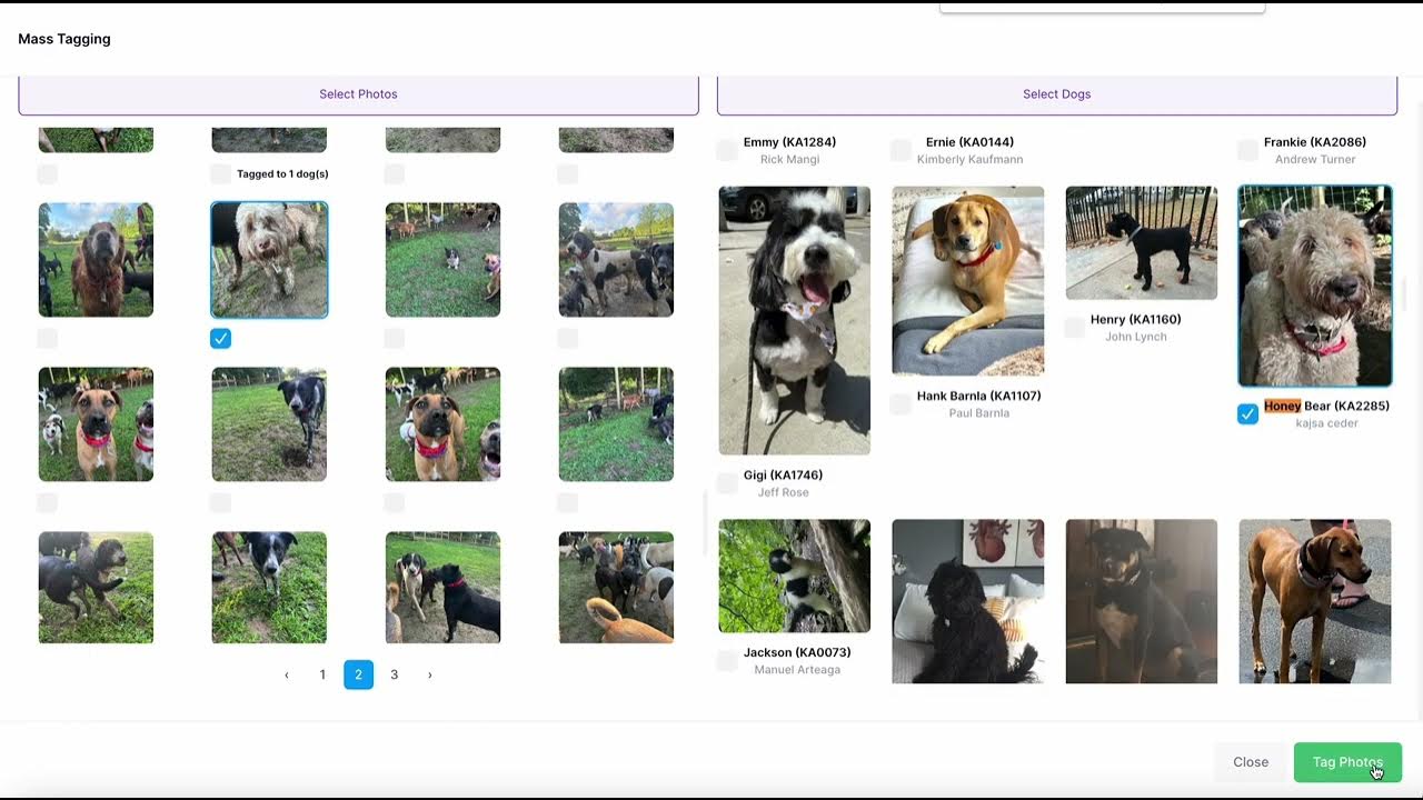 Spot Spotter: A Game-Changer in Artificial Intelligence Dog Photo ...