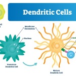 Immunotherapy with Dendritic Cells: Revolutionizing Cancer Treatment