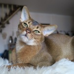 What to Expect from an Abyssinian Cat