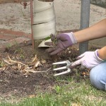 Garden Bed Cleanup: A Step-by-Step Guide for Your Garden