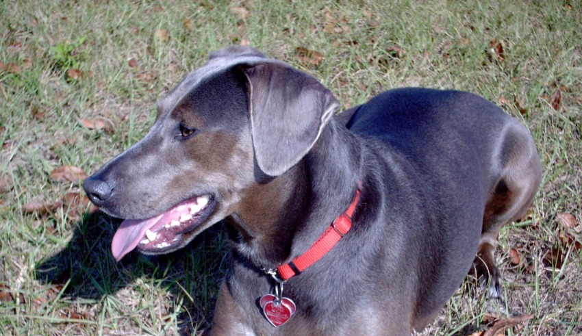 texas state dog