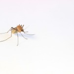 7 Quick Steps to Get Rid of Mosquitoes in Your Yard